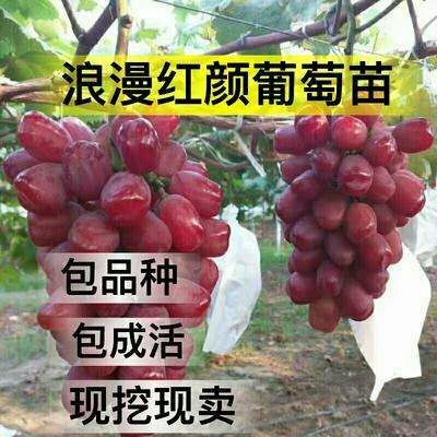 平邑县浪漫红颜葡萄苗 