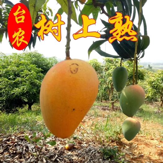 灵山县台农一号芒果苗  台农芒果苗 嫁接苗！头径1至5分公粗！地苗