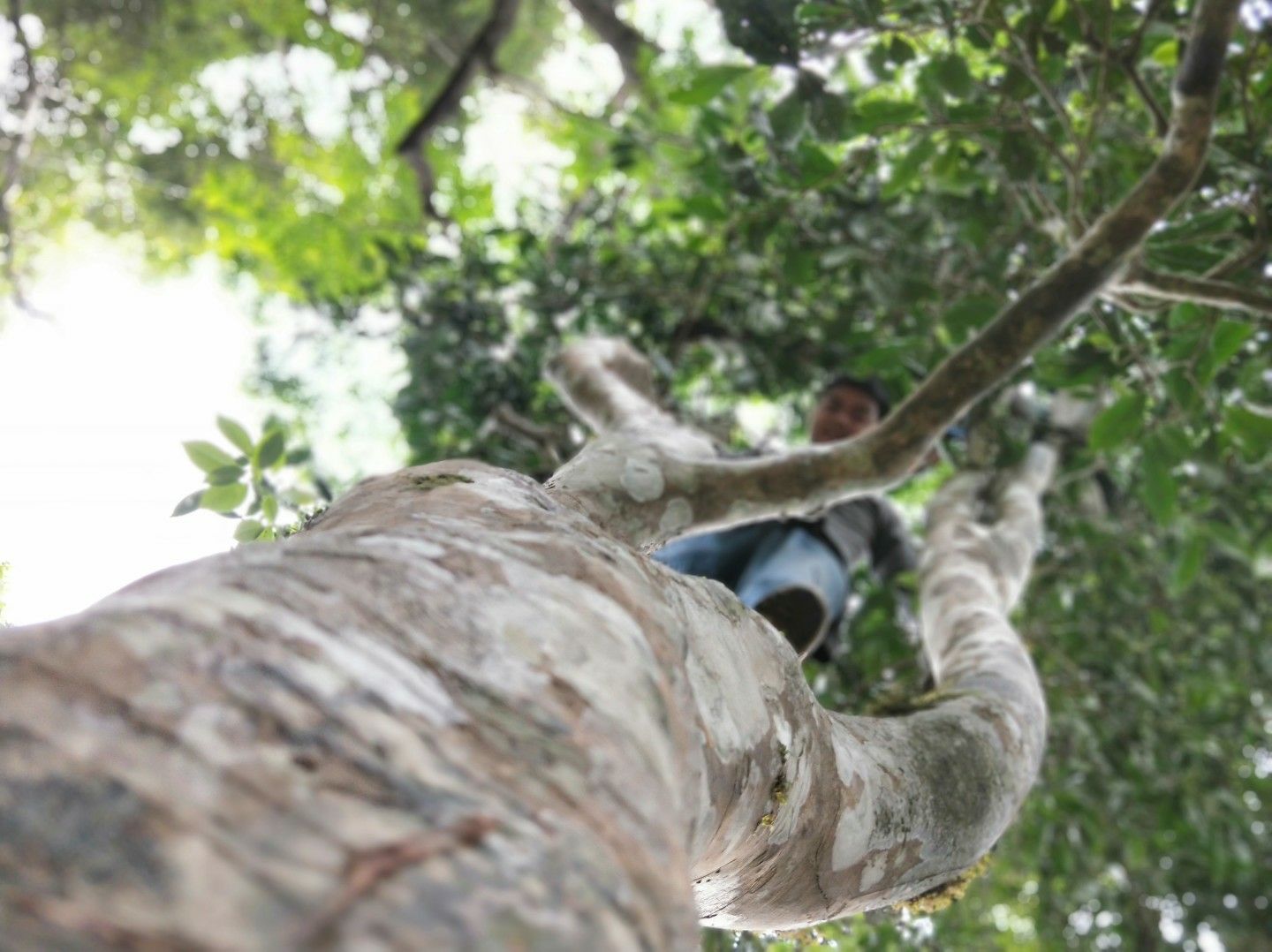古树普洱茶 特级 散装 