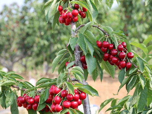 平度市 先锋樱桃苗 车厘子苗 新品种樱桃苗 山东樱桃苗种植基地直售