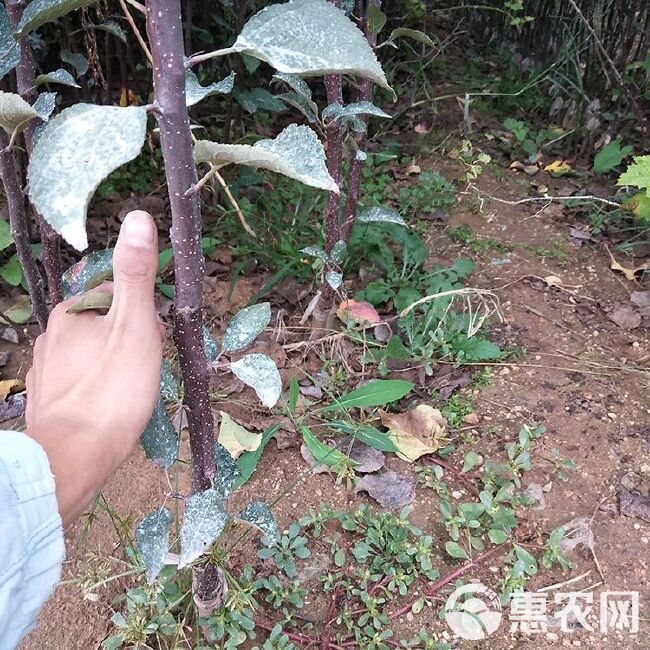  红色之爱苹果苗 红肉苹果 山东苹果苗种植基地批发