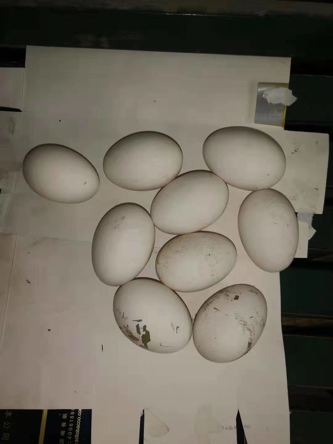 柴鸡蛋 食用 散装 