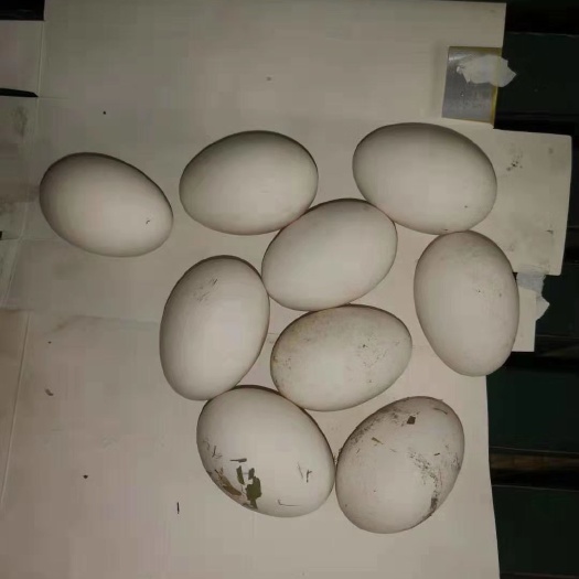 淄博柴鸡蛋 食用 散装 