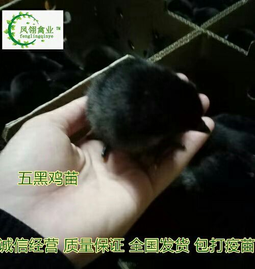 南宁五黑鸡苗 母苗