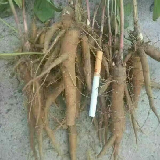 菏泽赤芍种苗 