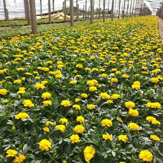 青州市孔雀草