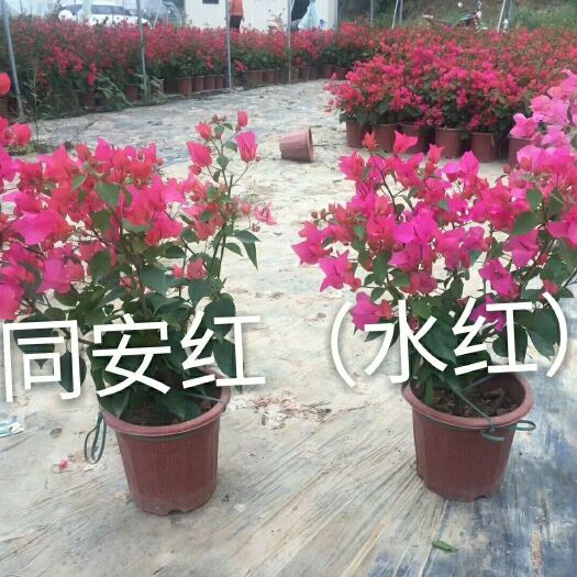 漳州同安红三角梅 0.2~0.5米 