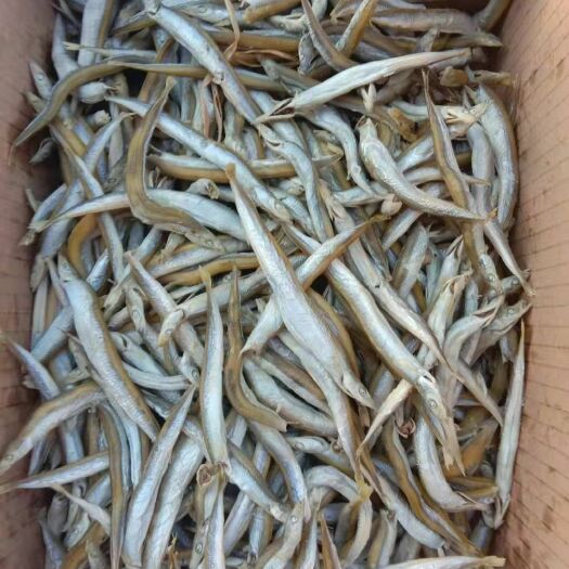 滨州银针鱼