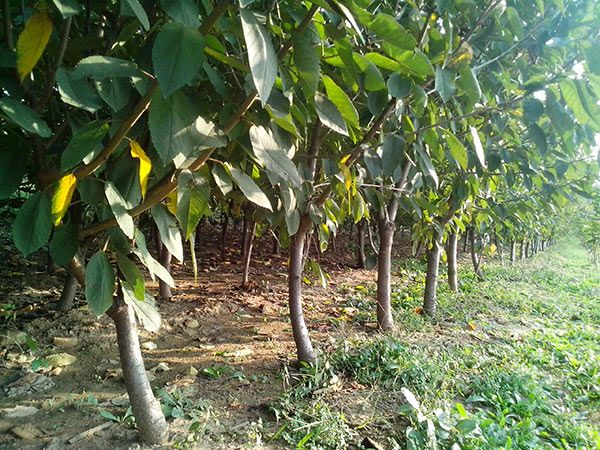  先锋樱桃苗 车厘子苗 新品种樱桃苗 山东樱桃苗种植基地直售