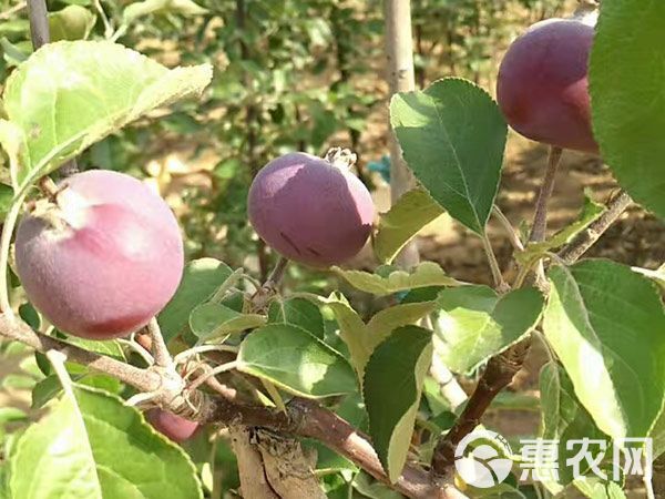  红色之爱苹果苗 红肉苹果 山东苹果苗种植基地批发