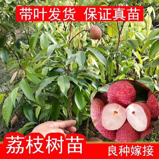 普宁市无核荔枝苗 