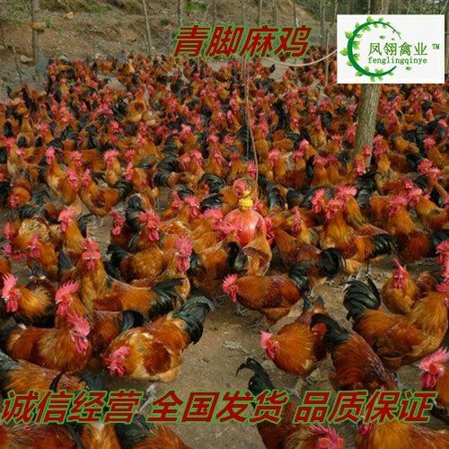 南宁青脚麻鸡苗  公苗