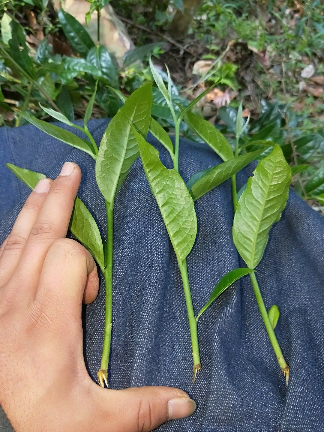 古树普洱茶 特级 散装 