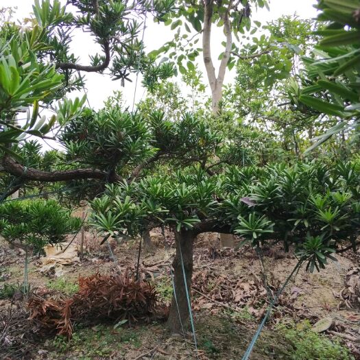 阳春市罗汉松 