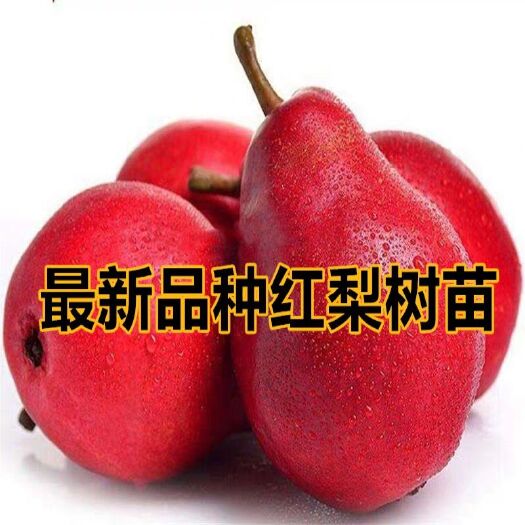 平邑县红梨苗 0.5~1米 