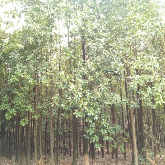 木兰 