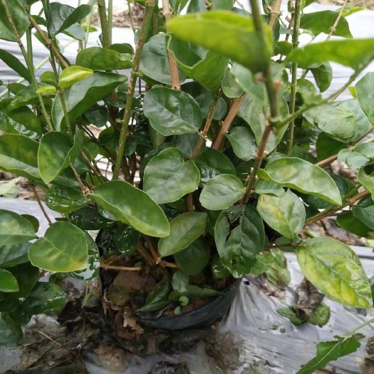 泰安茉莉花苗 