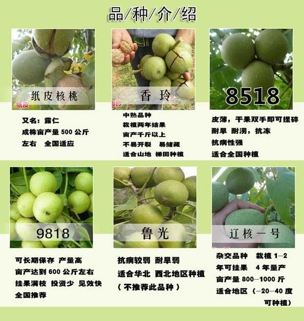 8518核桃苗 