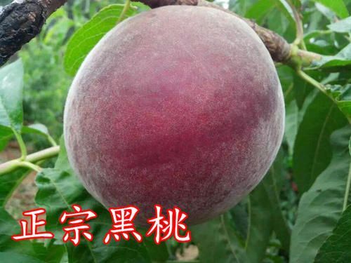平邑县黑桃苗 0.5~1米 