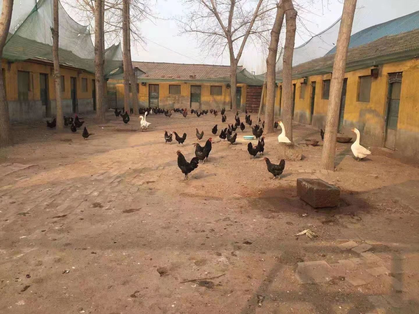 柴鸡蛋 食用 散装 