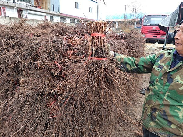  克倫生葡萄苗 科瑞森葡萄苗 晚熟葡萄苗 山東平度葡萄苗基地