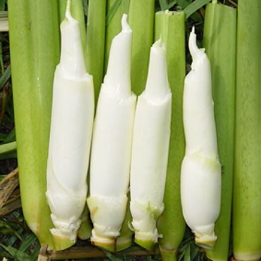 岳西县茭白种苗 