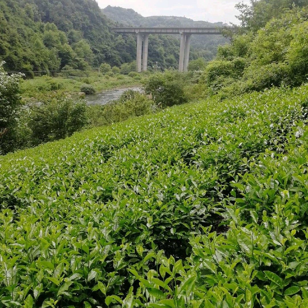 龙井茶 二级 散装 