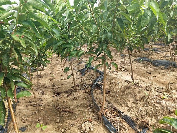  嫁接 砂蜜豆樱桃苗 车厘子树苗 山东樱桃苗基地出售