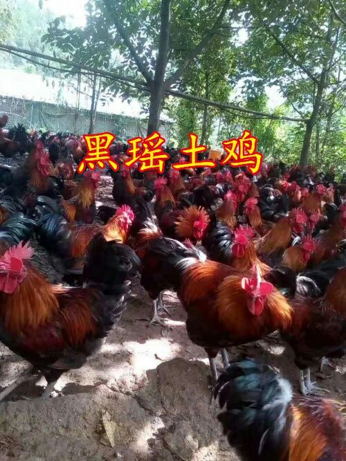 南宁黑瑶鸡苗  母苗