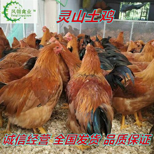 土鸡苗 公苗