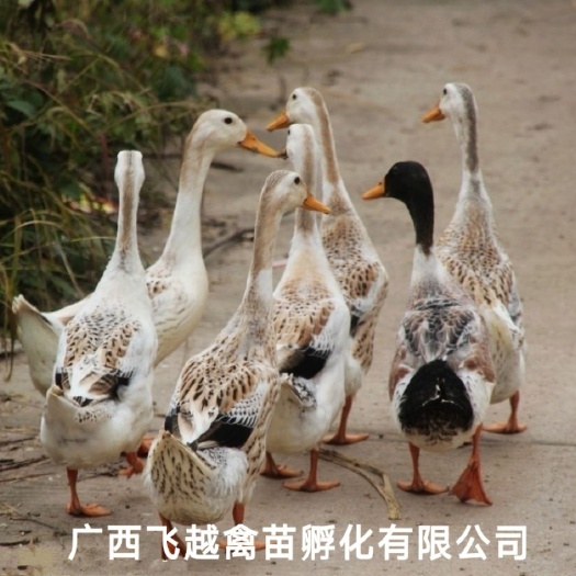 南宁金定鸭苗 多蛋鸭苗