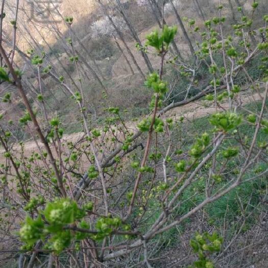 桐柏县珍珠花菜 
