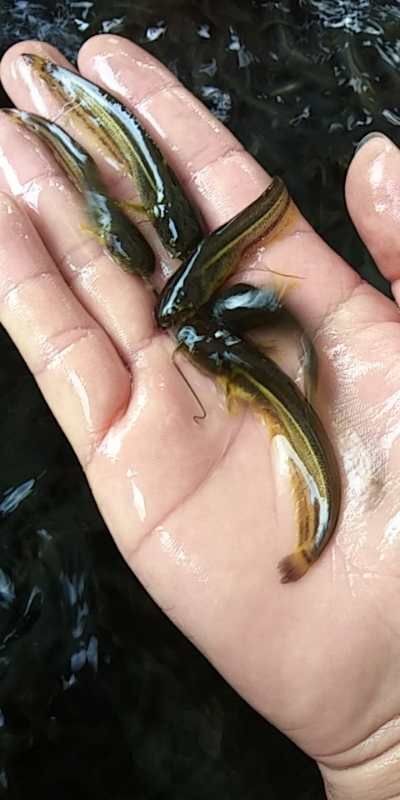 昭通大口鲶鱼苗 