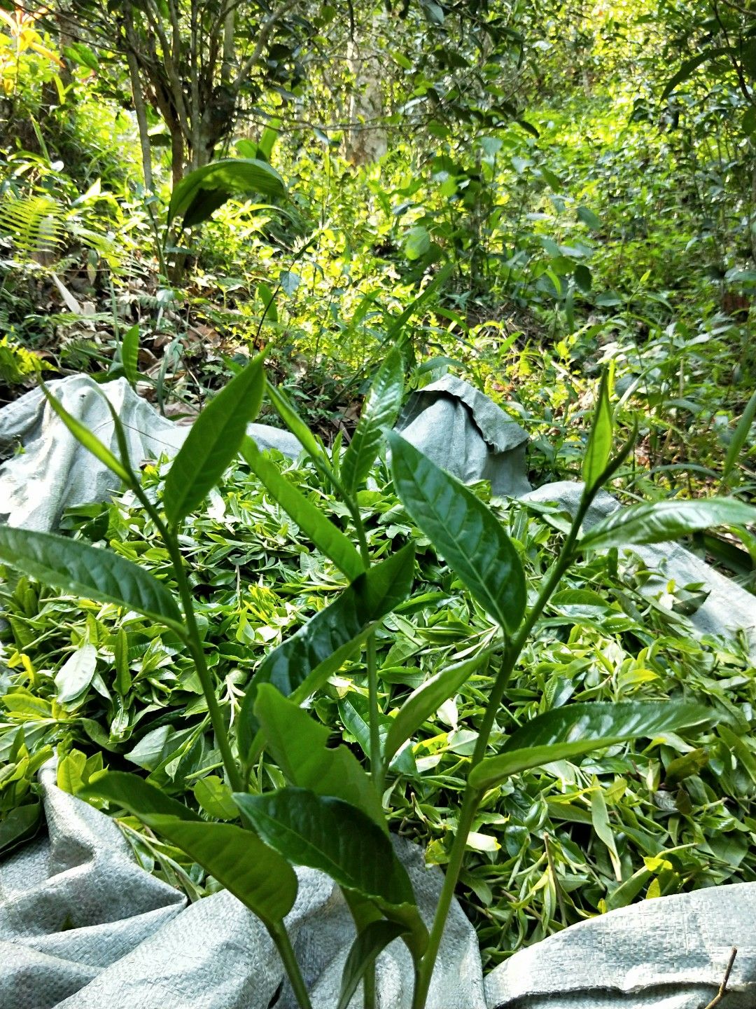 古树普洱茶 特级 散装 