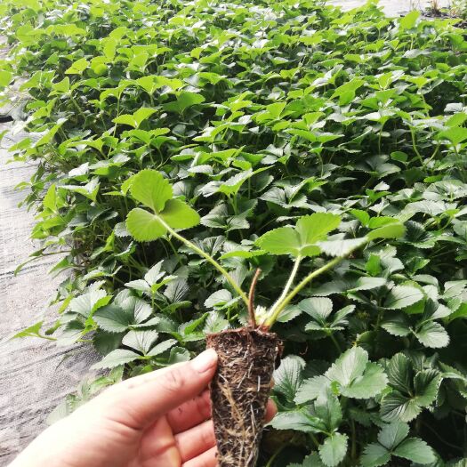 寿光市红颜草莓苗 20~30公分 穴盘苗 