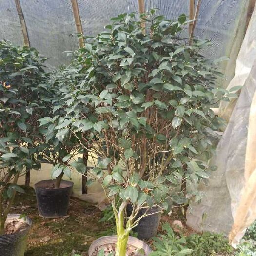 漳平市香花茶 80~100cm 