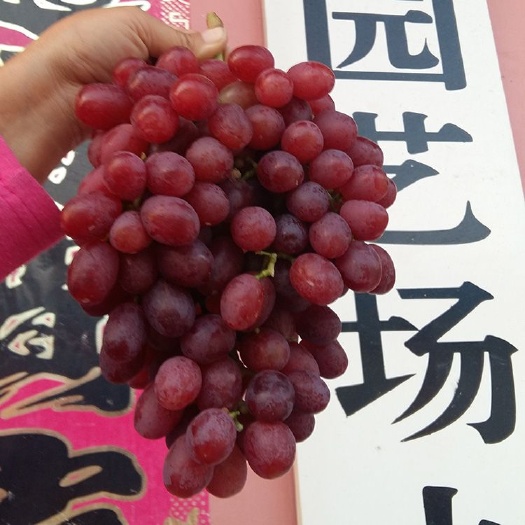 平度市 红巴拉多葡萄苗 红芭拉蒂葡萄苗 早熟葡萄品种 山东葡萄苗