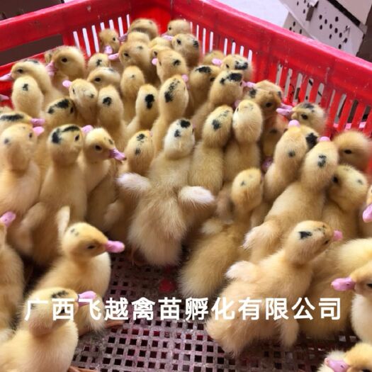 南宁一点头鸭苗