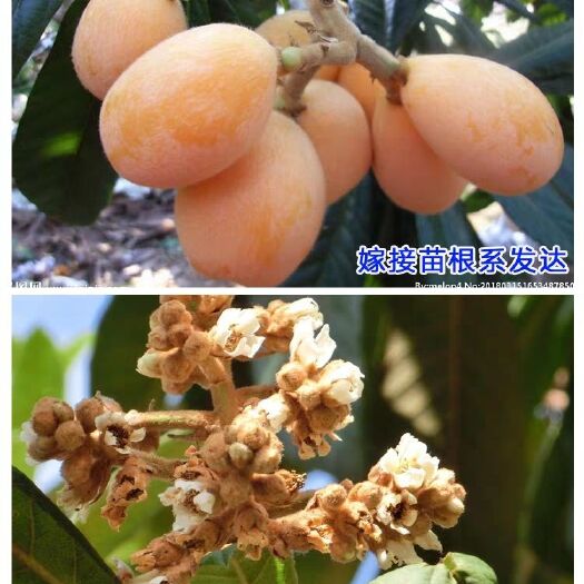 平邑县大红袍枇杷苗 