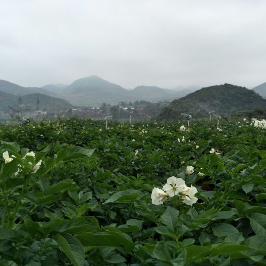 砚山县丽薯6号 3两以上