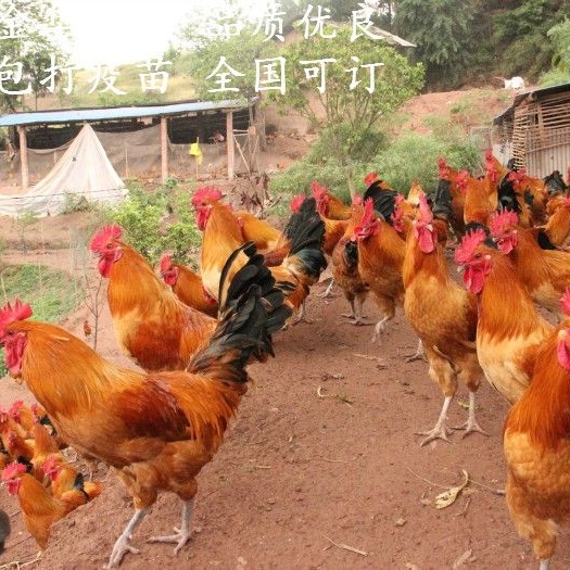 贵阳乌鸡苗 金凤凰
