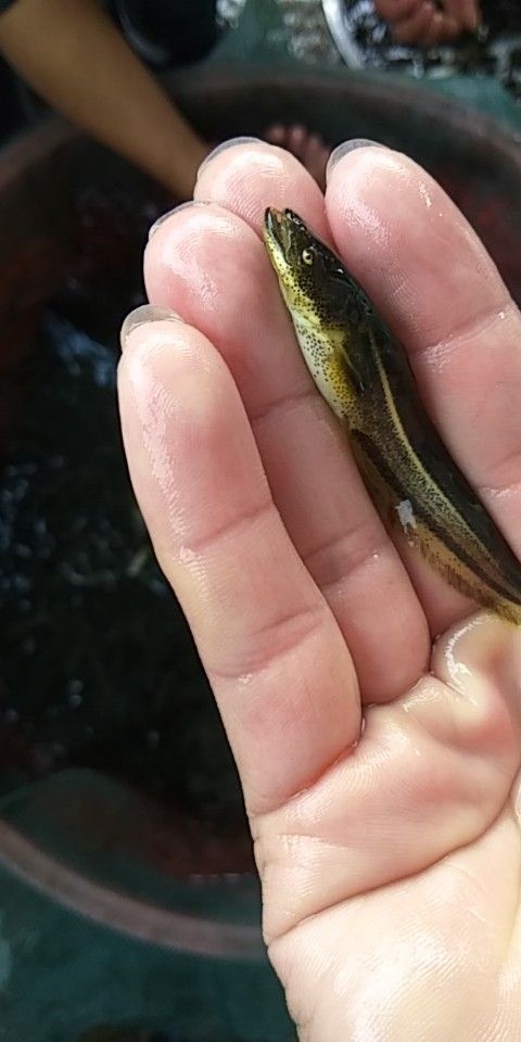桐梓县鲶鱼苗 