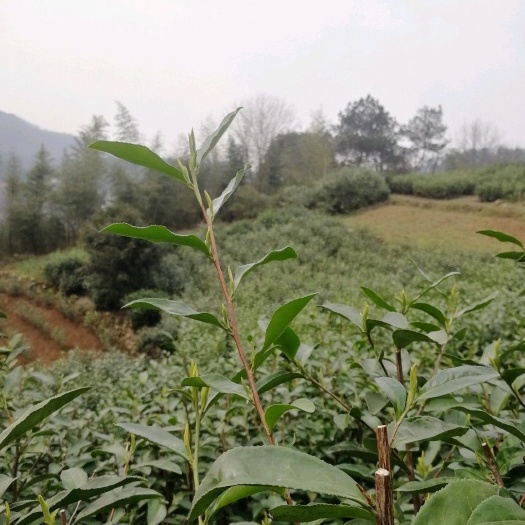 绍兴龙井茶 特级 袋装 