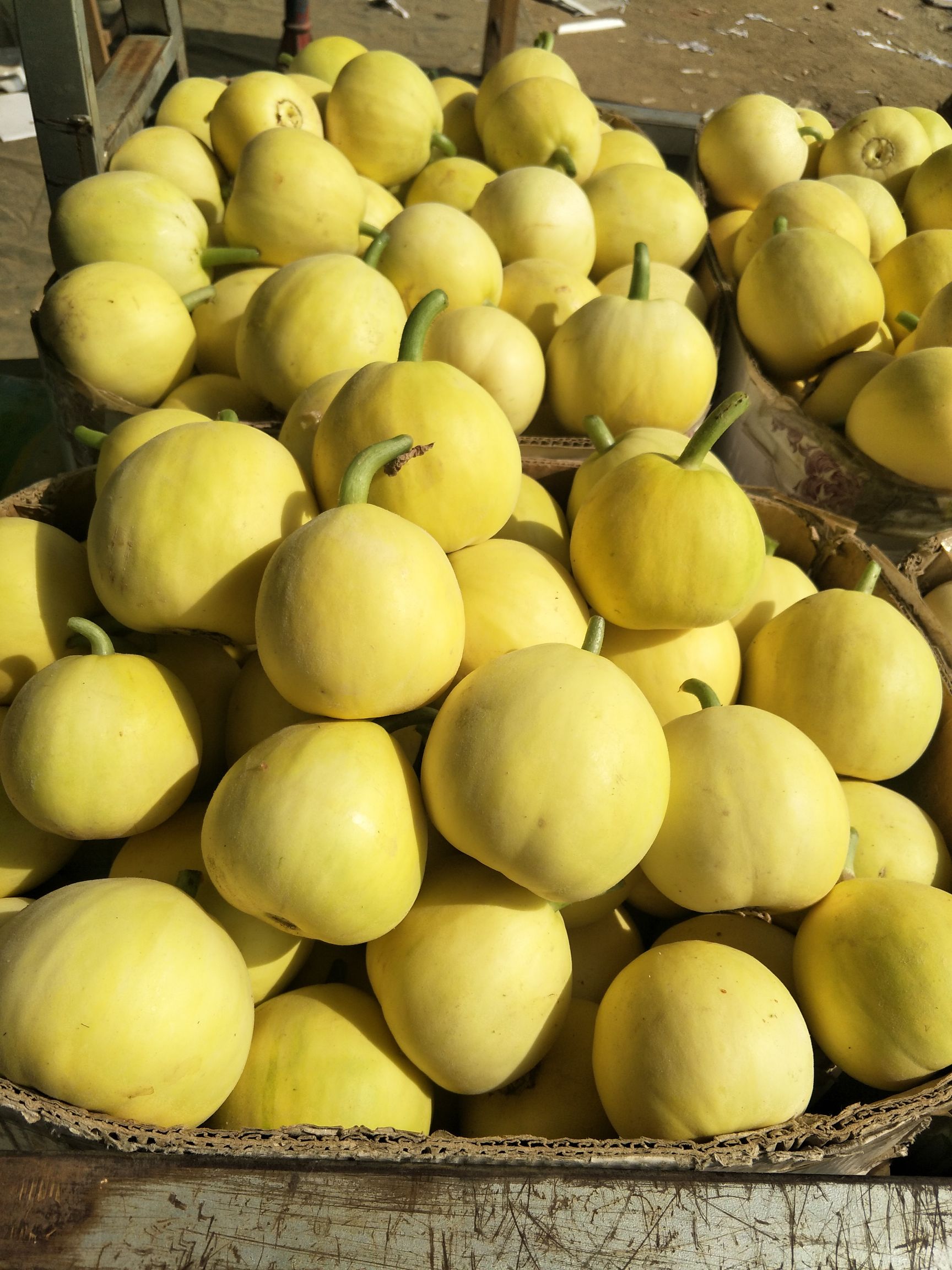 星甜甜瓜星甜二十小蜜蜂大量供应