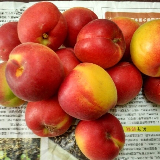彭阳县梅杏树苗 