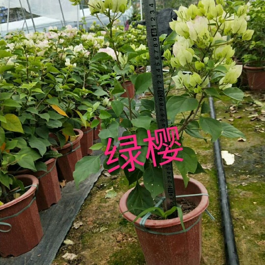 漳州绿樱三角梅 35-40高
