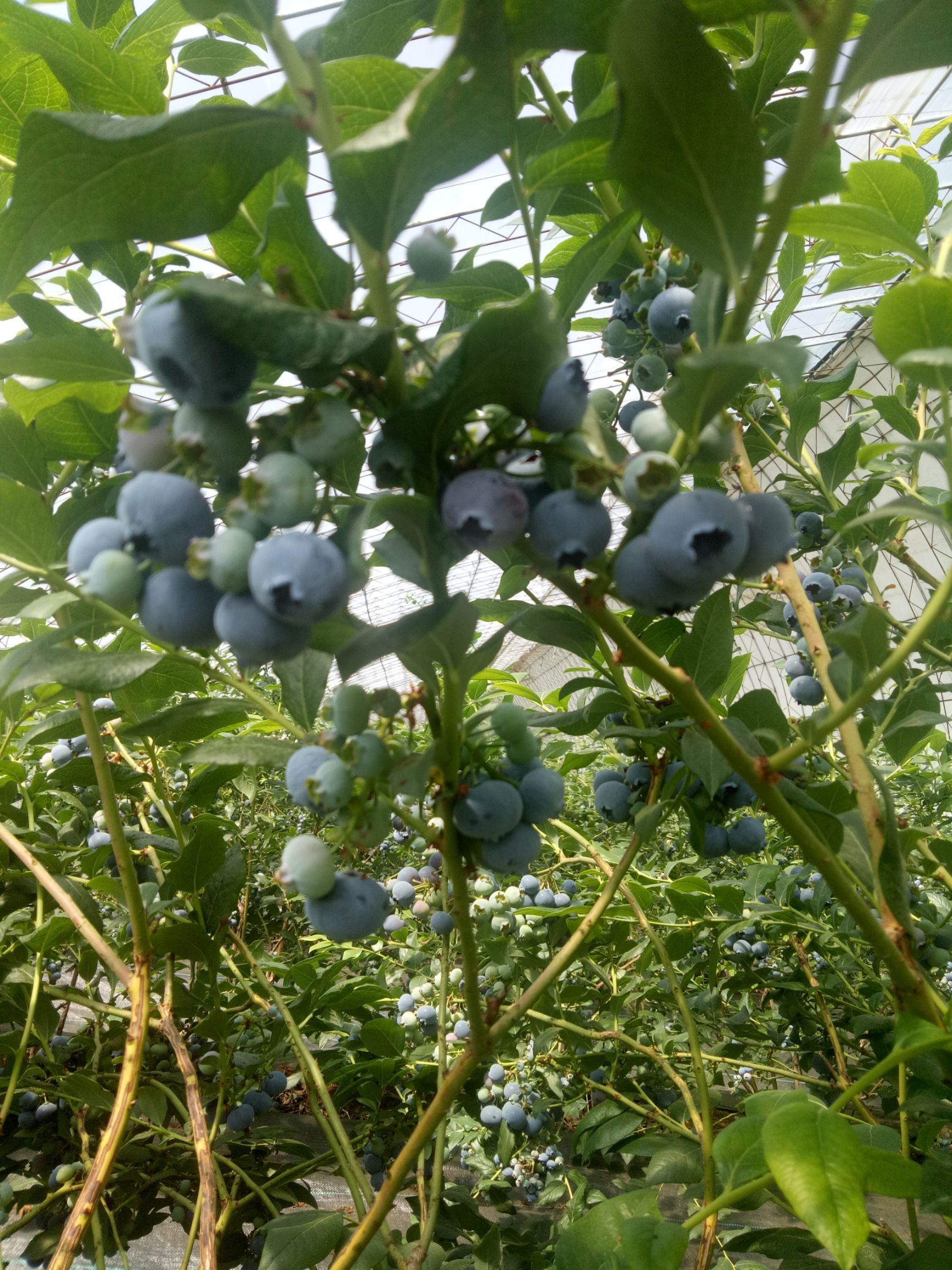 蓝丰蓝莓 鲜果 15mm以上