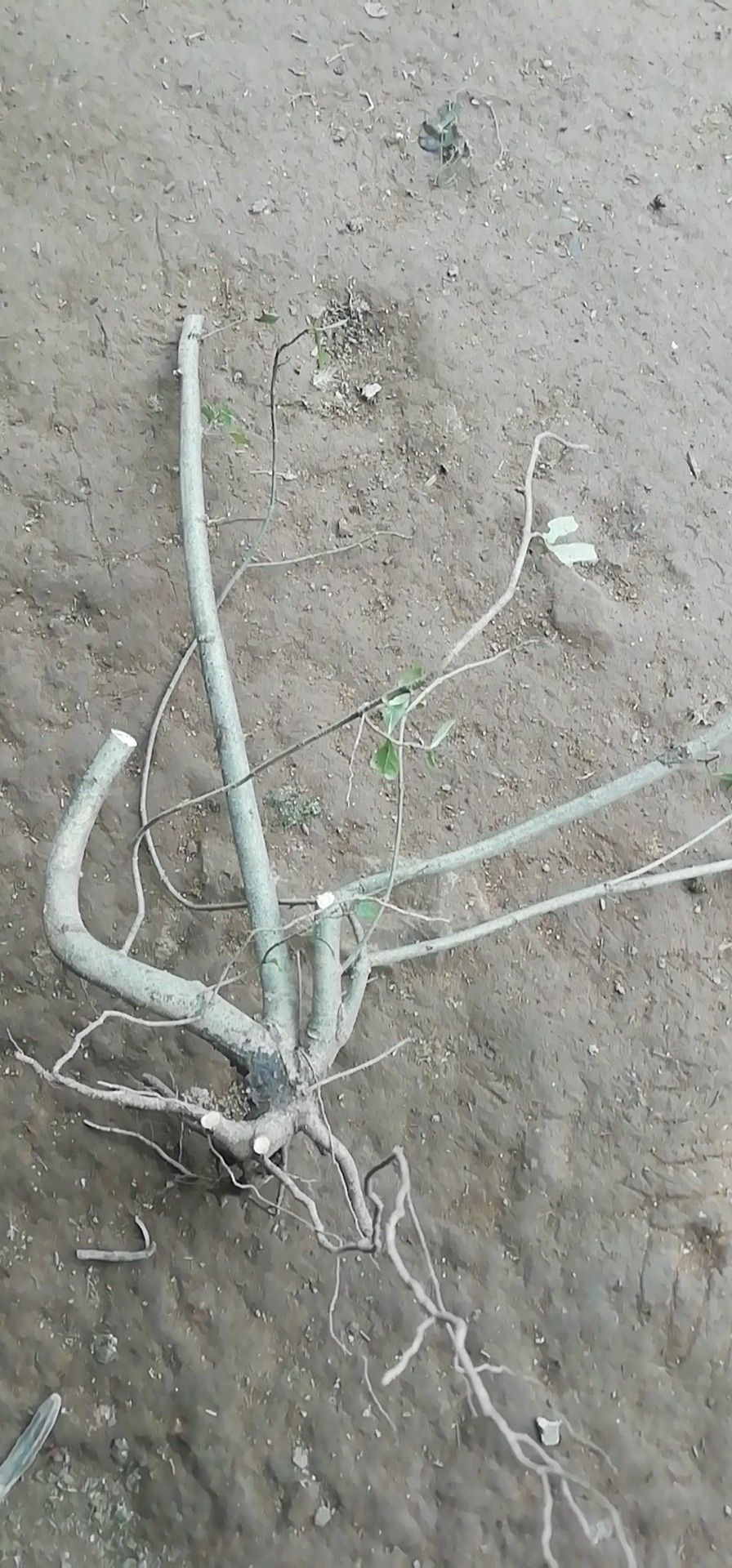 大叶栀子 栀子花