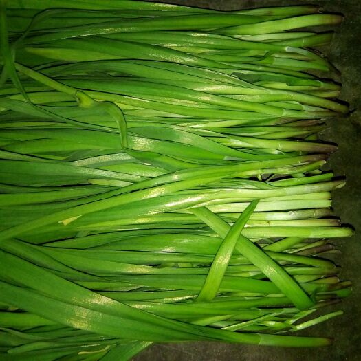 平邑县大叶韭菜 二茬 20~30cm 