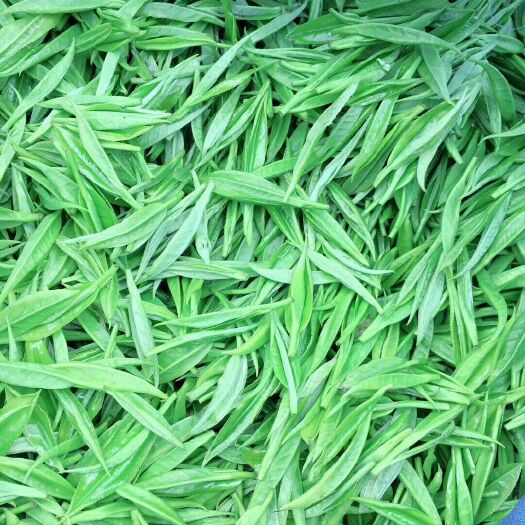 吉首市湘西黄金茶 特级 盒装  保靖黄金茶